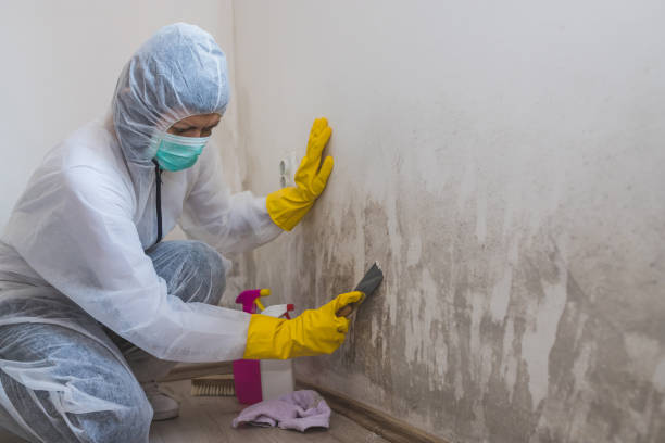 Best Mold Removal Process  in Seaside Heights, NJ