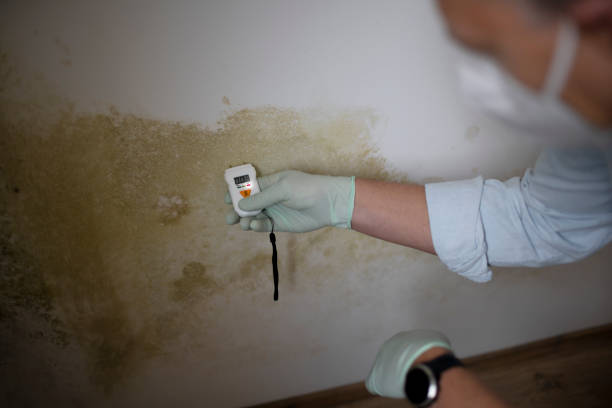 Best Same-Day Mold Removal  in Seaside Heights, NJ