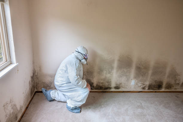 Attic Mold Removal in Seaside Heights, NJ