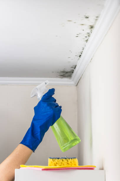 Mold Removal Process in Seaside Heights, NJ