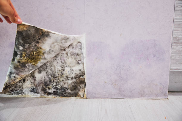 Best Office Mold Removal Services  in Seaside Heights, NJ